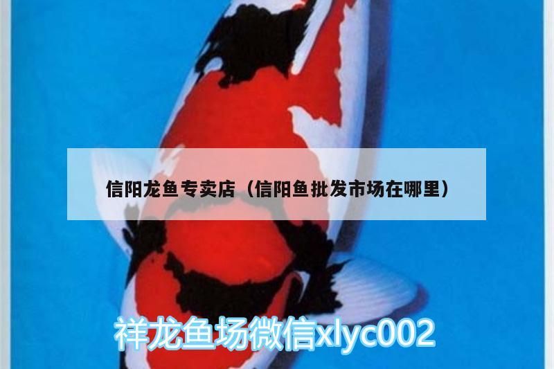 信陽(yáng)龍魚專賣店（信陽(yáng)魚批發(fā)市場(chǎng)在哪里）（信陽(yáng)龍魚專賣店和信陽(yáng)魚專賣店和信陽(yáng)魚批發(fā)市場(chǎng)在哪里） 信陽(yáng)龍魚專賣店（信陽(yáng)魚批發(fā)市場(chǎng)在哪里）（信陽(yáng)龍魚專賣店和信陽(yáng)魚專賣店和信陽(yáng)魚批發(fā)市場(chǎng)在哪里） 觀賞魚百科 第1張