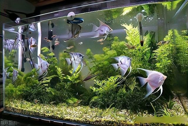 龍魚缸多久清洗一次？（魚缸換水頻率全解析!）