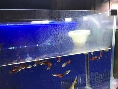 龍魚缸多久清洗一次？（魚缸換水頻率全解析!）