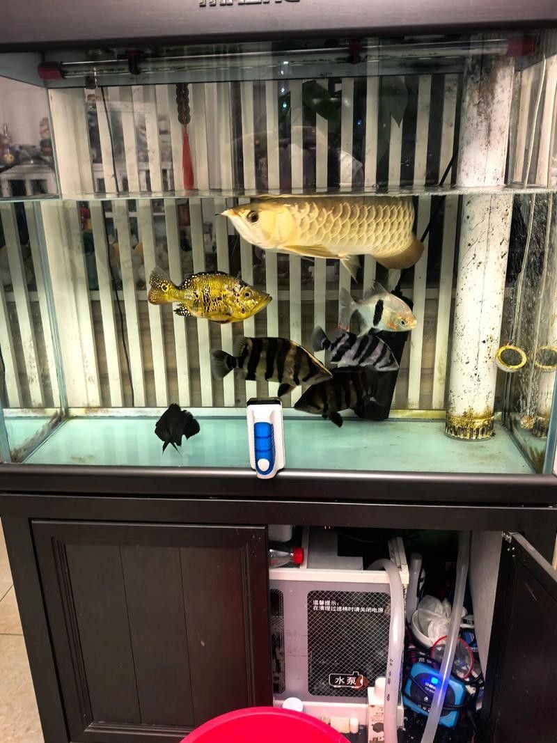 濟南龍魚市場有哪些高端龍魚品種（濟南龍魚市場的紅龍魚和金龍魚哪個更貴濟南紅龍魚價格2688貴） 濟南龍魚市場有哪些高端龍魚品種（濟南龍魚市場的紅龍魚和金龍魚哪個更貴濟南紅龍魚價格2688貴） 龍魚百科 第6張