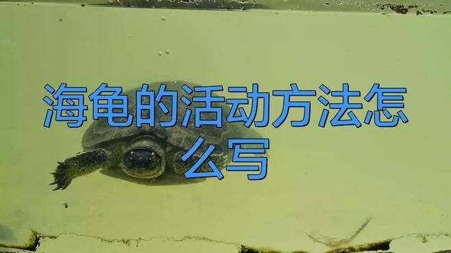 如何設(shè)置龍魚混養(yǎng)深水龜?shù)亩惚茉O(shè)施（如何設(shè)置魚混養(yǎng)深水龜?shù)亩惚茉O(shè)施） 如何設(shè)置龍魚混養(yǎng)深水龜?shù)亩惚茉O(shè)施（如何設(shè)置魚混養(yǎng)深水龜?shù)亩惚茉O(shè)施） 龍魚百科 第2張