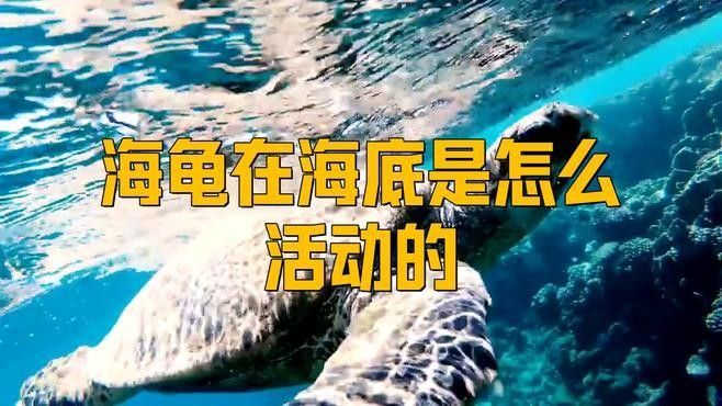 如何設(shè)置龍魚混養(yǎng)深水龜?shù)亩惚茉O(shè)施（如何設(shè)置魚混養(yǎng)深水龜?shù)亩惚茉O(shè)施） 如何設(shè)置龍魚混養(yǎng)深水龜?shù)亩惚茉O(shè)施（如何設(shè)置魚混養(yǎng)深水龜?shù)亩惚茉O(shè)施） 龍魚百科 第1張