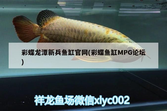 龍魚 彩蝶龍潭新兵魚缸官網(彩蝶魚缸MPG論壇)(彩蝶龍潭新兵魚缸官網) 觀賞魚百科 彩蝶龍潭新兵魚缸官網(彩蝶魚缸MPG論壇)(彩蝶龍潭新兵魚缸官網) 彩蝶龍潭新兵魚缸官網(彩蝶魚缸MPG論壇)(彩蝶龍潭新兵魚缸官網) 觀賞魚百科