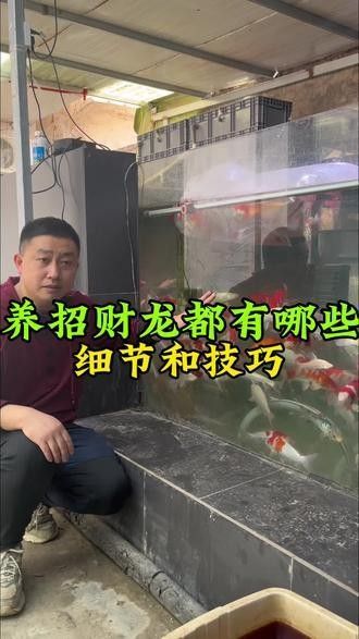 白子招財龍的最大尺寸是多少？（白子招財龍的最大尺寸） 白子招財龍的最大尺寸是多少？（白子招財龍的最大尺寸） 龍魚百科 第9張