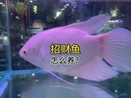 白子招財龍的最大尺寸是多少？（白子招財龍的最大尺寸） 白子招財龍的最大尺寸是多少？（白子招財龍的最大尺寸） 龍魚百科 第11張