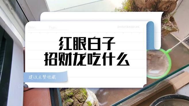 白子招財龍的最大尺寸是多少？（白子招財龍的最大尺寸） 白子招財龍的最大尺寸是多少？（白子招財龍的最大尺寸） 龍魚百科 第8張