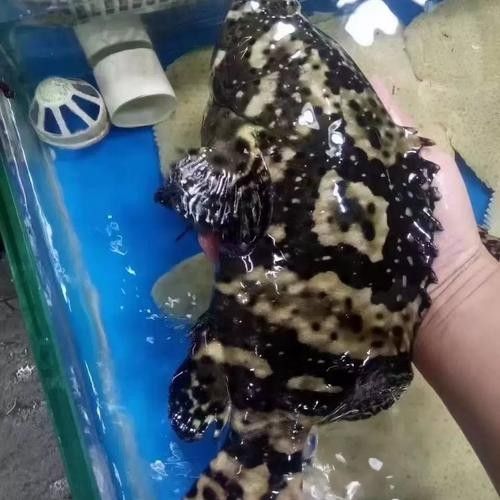 哪些品種的恐龍魚觀賞性最高（什么品種的恐龍魚觀賞性最高） 哪些品種的恐龍魚觀賞性最高（什么品種的恐龍魚觀賞性最高） 龍魚百科 第4張