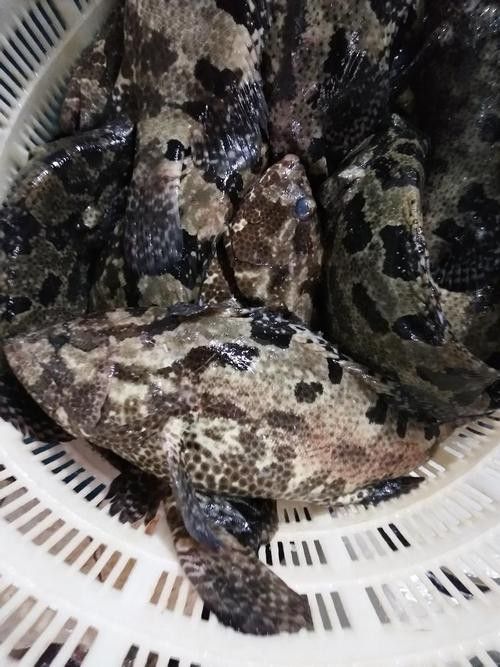 哪些品種的恐龍魚觀賞性最高（什么品種的恐龍魚觀賞性最高） 哪些品種的恐龍魚觀賞性最高（什么品種的恐龍魚觀賞性最高） 龍魚百科 第2張