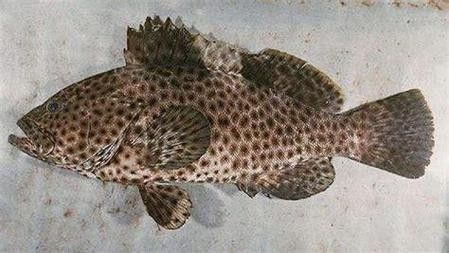 哪些品種的恐龍魚觀賞性最高（什么品種的恐龍魚觀賞性最高） 哪些品種的恐龍魚觀賞性最高（什么品種的恐龍魚觀賞性最高） 龍魚百科 第3張