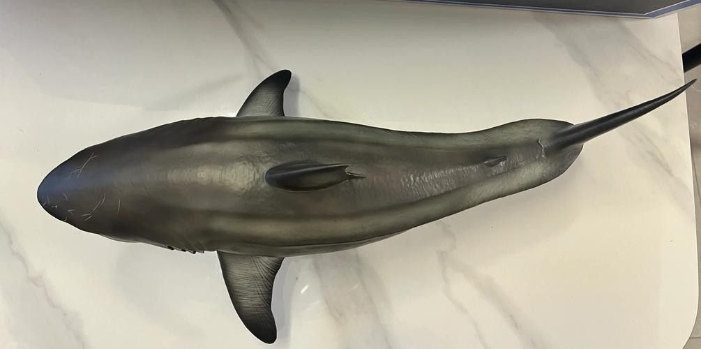 哪些品種的恐龍魚觀賞性最高（什么品種的恐龍魚觀賞性最高） 哪些品種的恐龍魚觀賞性最高（什么品種的恐龍魚觀賞性最高） 龍魚百科 第12張