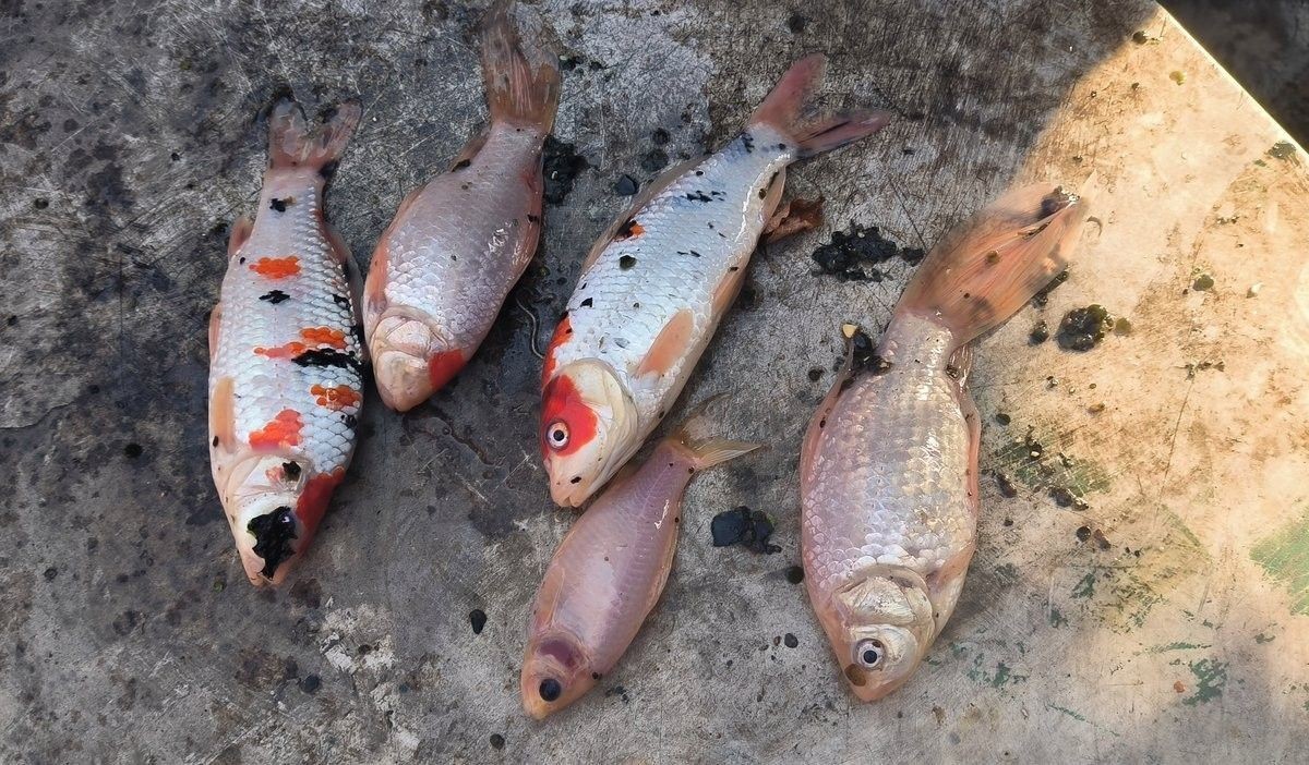 龍魚爛鱗會傳染嗎（龍魚爛鰭、爛身是因為什么原因、怎么解決） 龍魚爛鱗會傳染嗎（龍魚爛鰭、爛身是因為什么原因、怎么解決） 龍魚百科 第5張