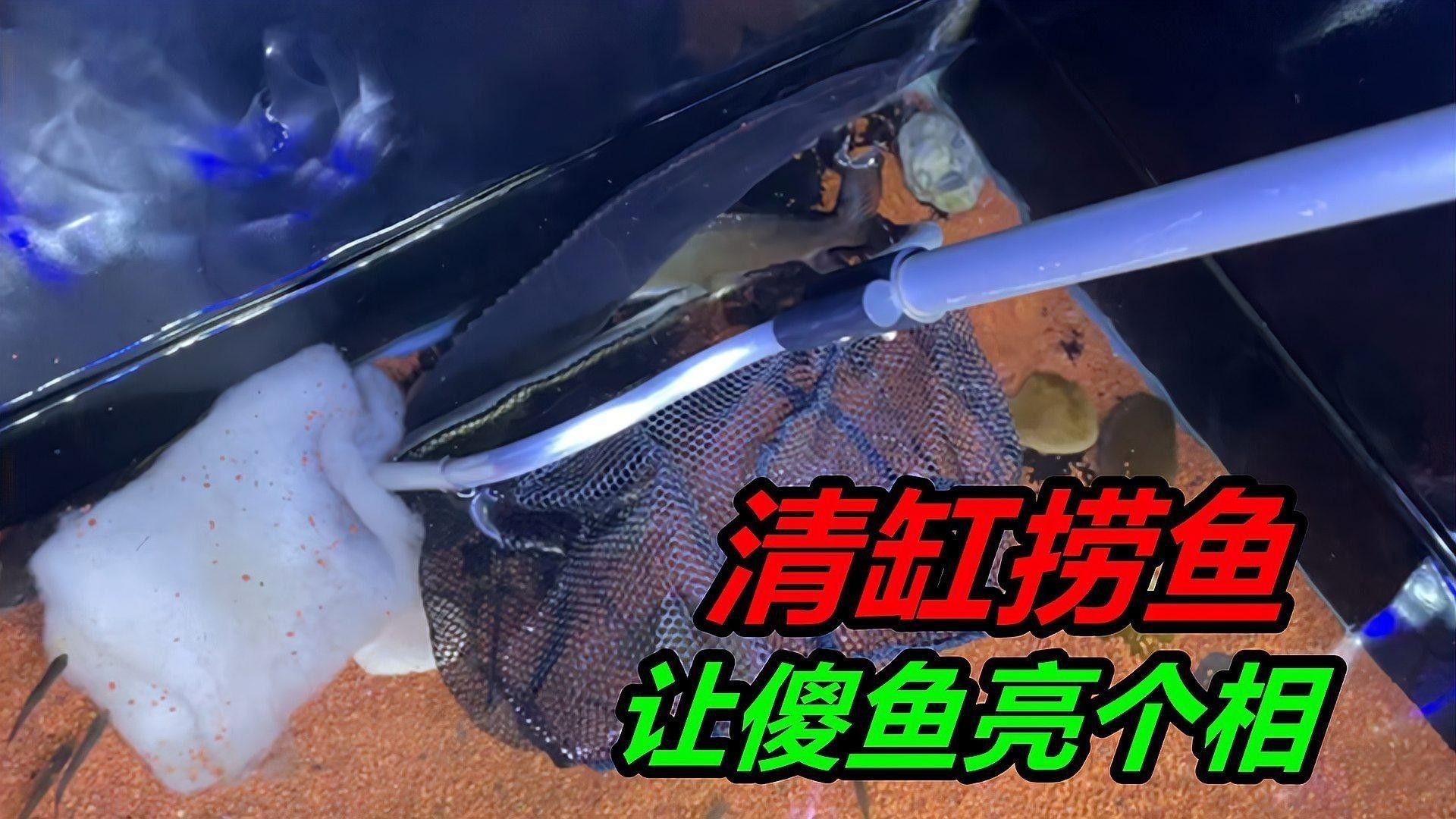 火龍魚和熱帶魚混養需要多大的魚缸（龍魚和熱帶魚混養時，魚缸大小需要根據魚的種類、數量以及個體大小來定）