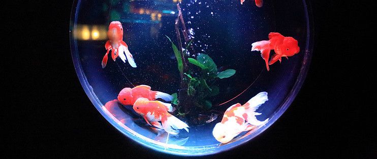 龍魚下半身向下（龍魚后半身總下沉）（龍魚下半身向下半身下沉的癥狀，可能是由于多種因素引起的）