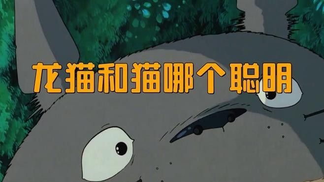 龍貓和貓咪多久適應(yīng)？（龍貓和貓可以一起養(yǎng)嗎）