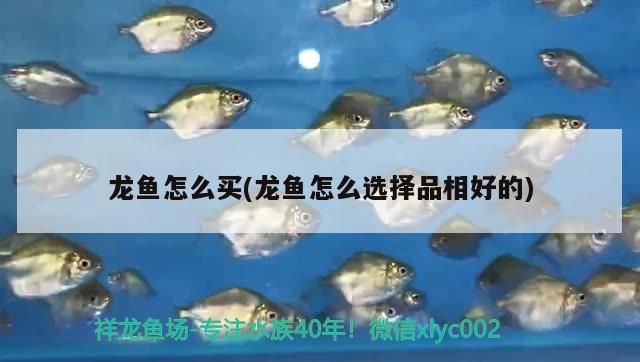 龍魚怎么買(龍魚怎么選擇品相好的)（如何挑選一條好的龍魚） 龍魚怎么買(龍魚怎么選擇品相好的)（如何挑選一條好的龍魚） 觀賞魚百科