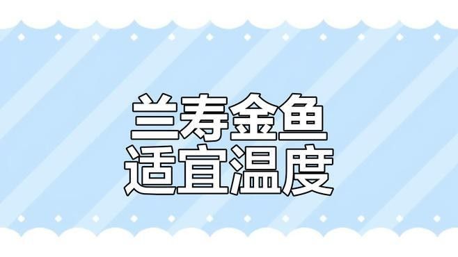 蘭壽的最佳飼養溫度是多少（蘭壽養殖水溫多少合適）