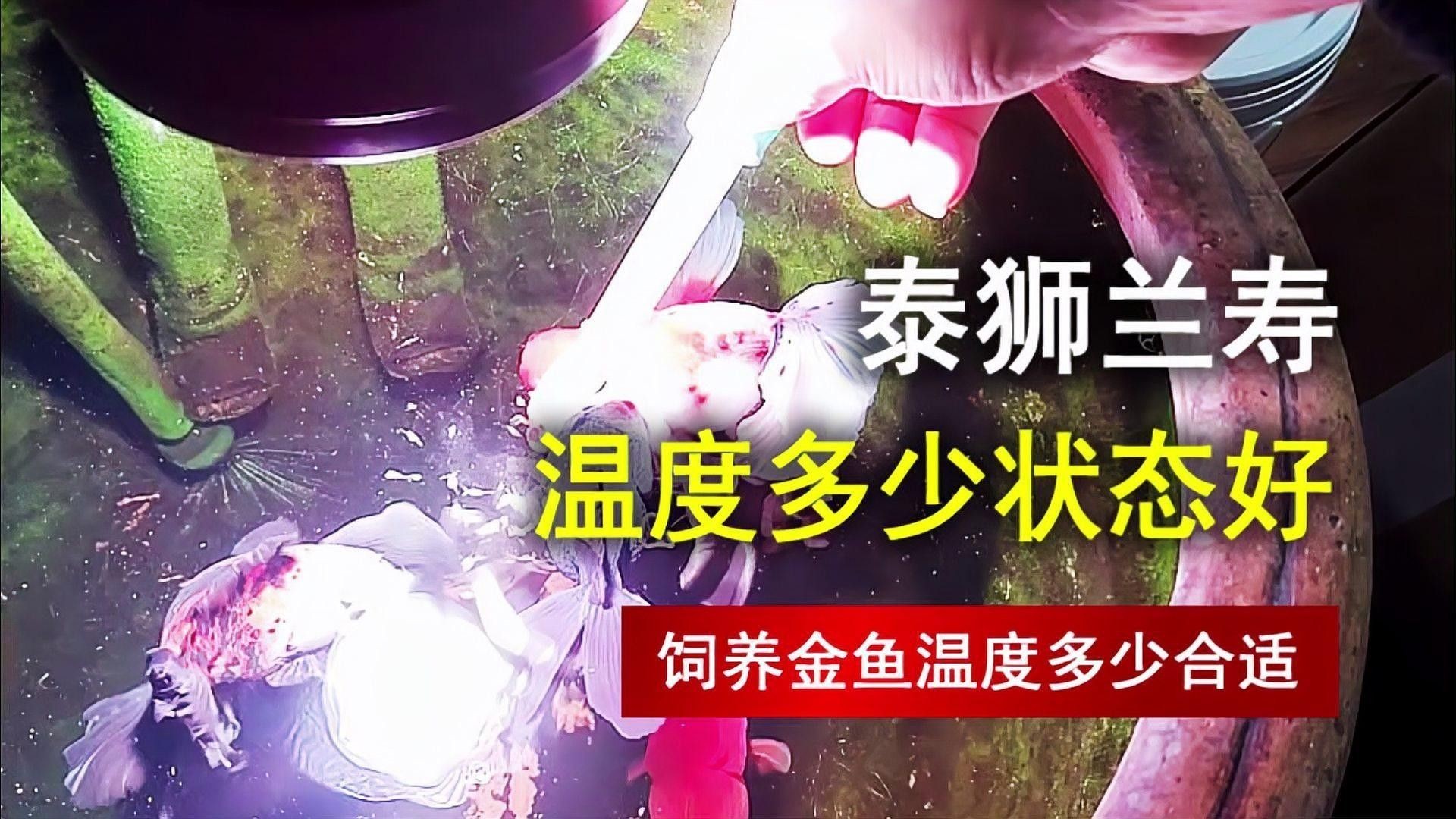 蘭壽的最佳飼養溫度是多少（蘭壽養殖水溫多少合適）
