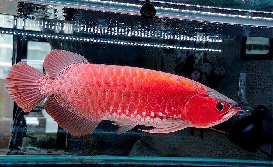 紅龍魚燈光使用方法（紅龍魚的燈光使用方法） 紅龍魚燈光使用方法（紅龍魚的燈光使用方法） 龍魚百科 第8張