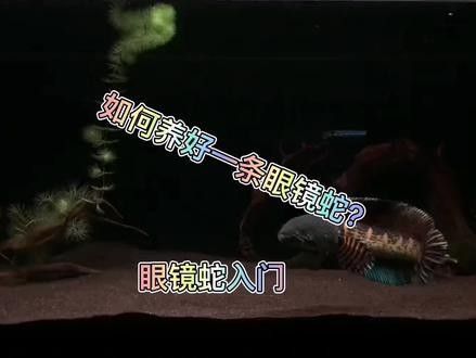 5厘米的黃金眼鏡蛇雷龍魚能長多大（5厘米的黃金眼鏡蛇雷龍魚能長多大，雷龍魚飼養經驗分享）