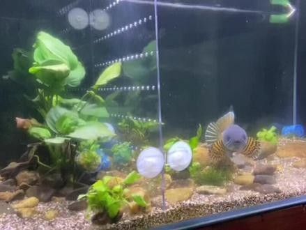 5厘米的黃金眼鏡蛇雷龍魚能長多大（5厘米的黃金眼鏡蛇雷龍魚能長多大，雷龍魚飼養經驗分享）