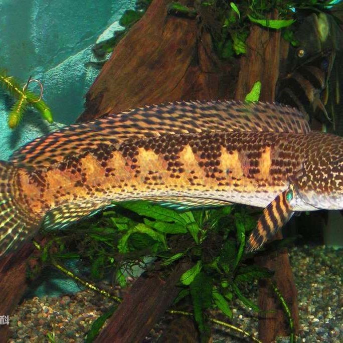 5厘米的黃金眼鏡蛇雷龍魚能長多大（5厘米的黃金眼鏡蛇雷龍魚能長多大，雷龍魚飼養經驗分享）