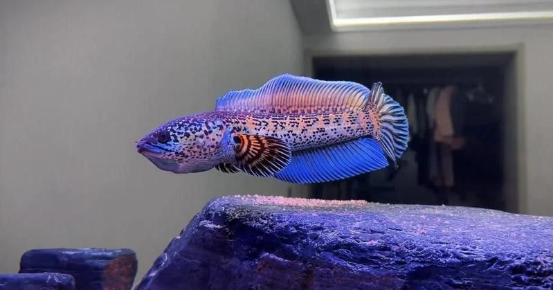 5厘米的黃金眼鏡蛇雷龍魚能長多大（5厘米的黃金眼鏡蛇雷龍魚能長多大，雷龍魚飼養經驗分享）
