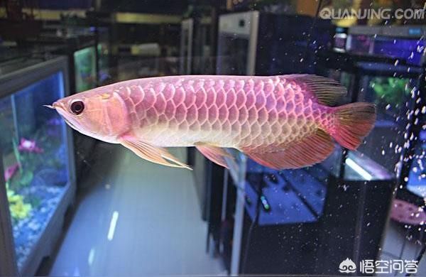 最貴的金龍魚:金龍魚最多可以活30年（養(yǎng)幾年龍魚最貴，龍魚最長能活30年？） 最貴的金龍魚:金龍魚最多可以活30年（養(yǎng)幾年龍魚最貴，龍魚最長能活30年？） 觀賞魚百科