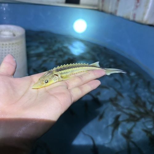 金色龍魚價格是多少（金色龍魚的價格因地區、品種和大小而異，金色龍魚的價格區間）