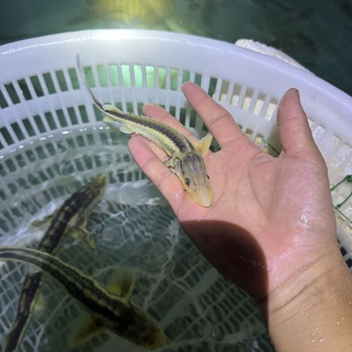 金色龍魚價格是多少（金色龍魚的價格因地區、品種和大小而異，金色龍魚的價格區間）