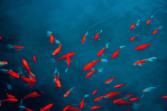 給我一些金龍魚群游的照片（關(guān)于金龍魚群游的摘要）