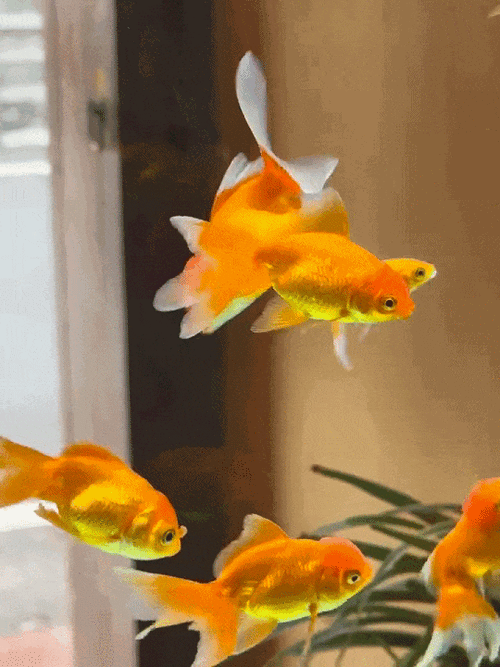 給我一些金龍魚群游的照片（關(guān)于金龍魚群游的摘要）
