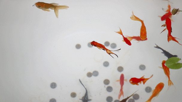 給我一些金龍魚群游的照片（關(guān)于金龍魚群游的摘要）