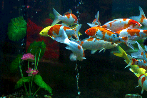 給我一些金龍魚群游的照片（關(guān)于金龍魚群游的摘要）
