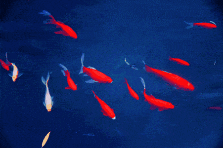 給我一些金龍魚群游的照片（關(guān)于金龍魚群游的摘要）