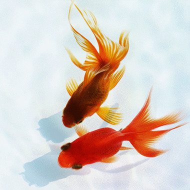 給我一些金龍魚群游的照片（關(guān)于金龍魚群游的摘要）