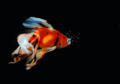 給我一些金龍魚群游的照片（關(guān)于金龍魚群游的摘要）