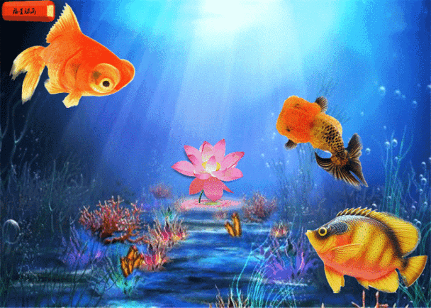 給我一些金龍魚群游的照片（關(guān)于金龍魚群游的摘要）