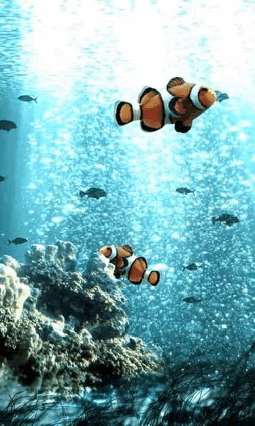 給我一些金龍魚群游的照片（關(guān)于金龍魚群游的摘要）