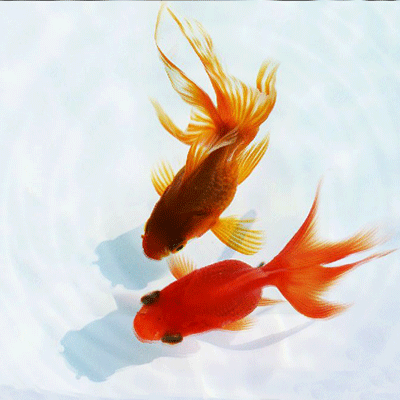 給我一些金龍魚群游的照片（關(guān)于金龍魚群游的摘要）