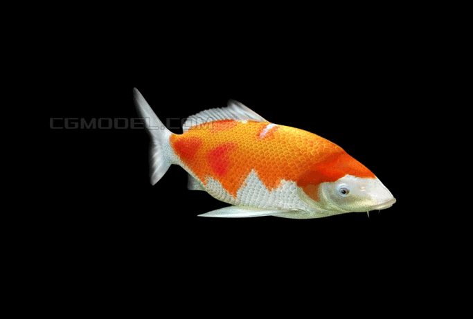 給我一些金龍魚群游的照片（關(guān)于金龍魚群游的摘要）