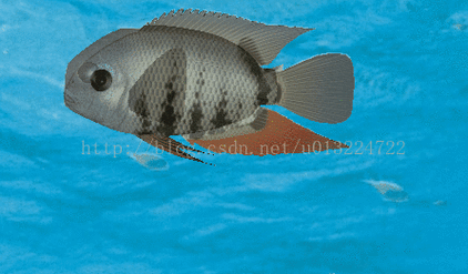 給我一些金龍魚群游的照片（關(guān)于金龍魚群游的摘要）