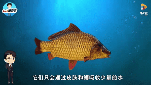 給我一些金龍魚群游的照片（關(guān)于金龍魚群游的摘要）