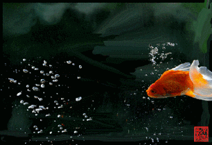 給我一些金龍魚群游的照片（關(guān)于金龍魚群游的摘要）