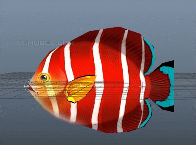 給我一些金龍魚群游的照片（關(guān)于金龍魚群游的摘要）