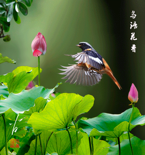 給我一些金龍魚群游的照片（關(guān)于金龍魚群游的摘要）