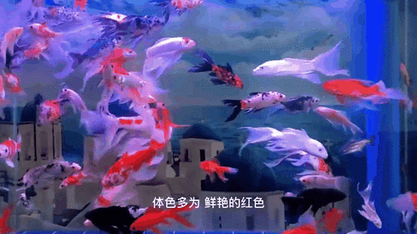 給我一些金龍魚群游的照片（關(guān)于金龍魚群游的摘要）