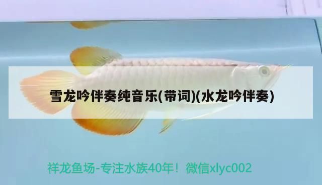 雪龍吟伴奏純音樂(帶詞)(水龍吟伴奏)（《雪龍吟伴奏純音樂(帶詞)帶詞)帶詞)的知識）