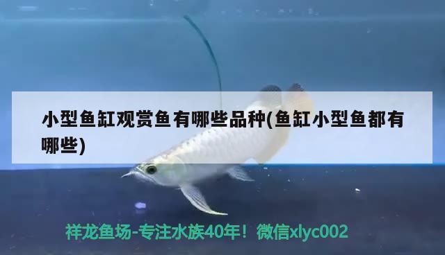 小型魚缸觀賞魚有哪些品種(魚缸小型魚都有哪些)（小型魚缸觀賞魚有哪些品種適合小型魚缸觀賞魚的品種）