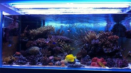 什么龍魚最好養便宜（什么龍魚最好養便宜又好養）（什么品種的龍魚最好養） 什么龍魚最好養便宜（什么龍魚最好養便宜又好養）（什么品種的龍魚最好養） 觀賞魚百科