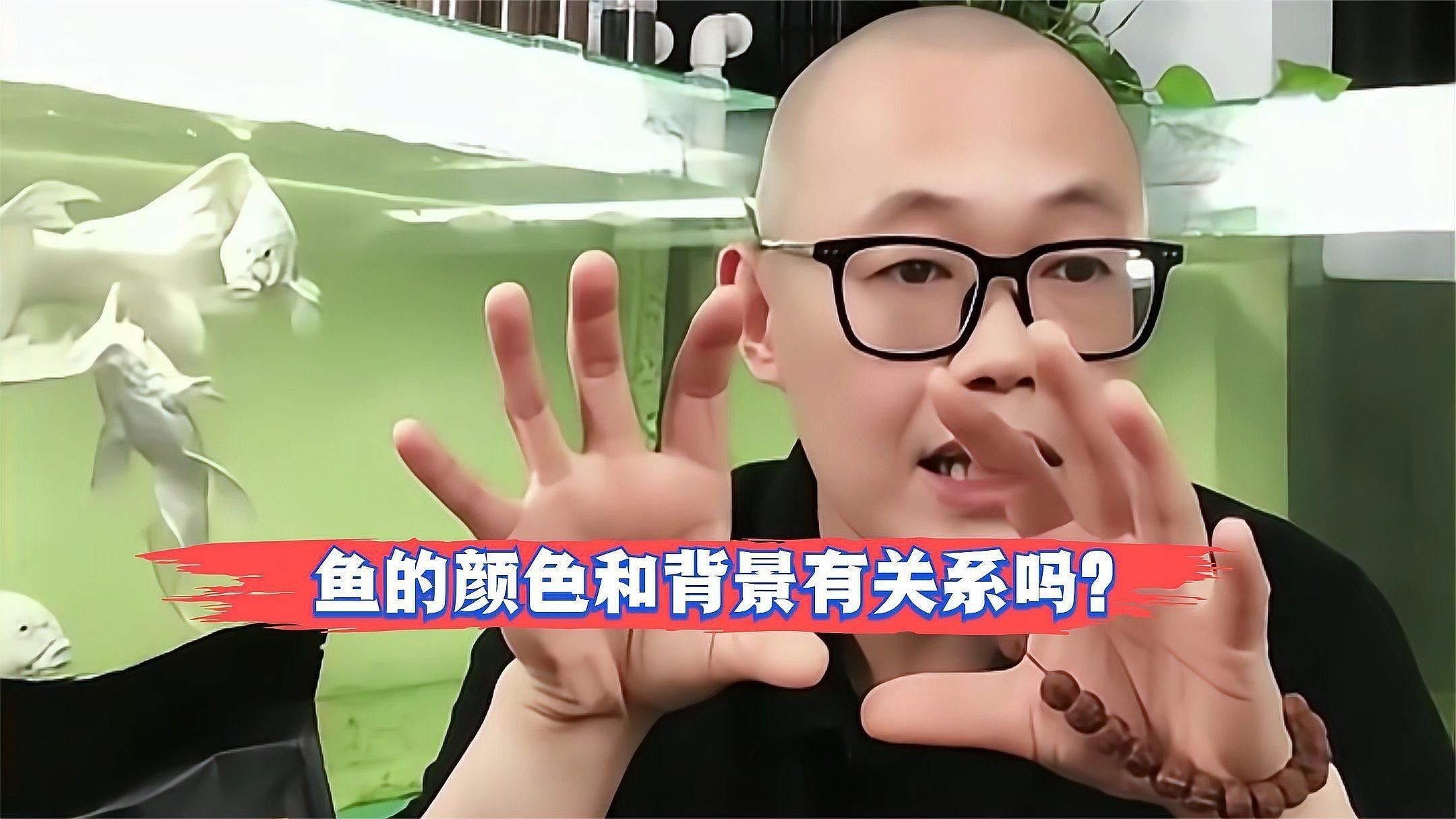 白底黑背景對龍魚生長有何影響（白底黑背景對龍魚生長的影響）